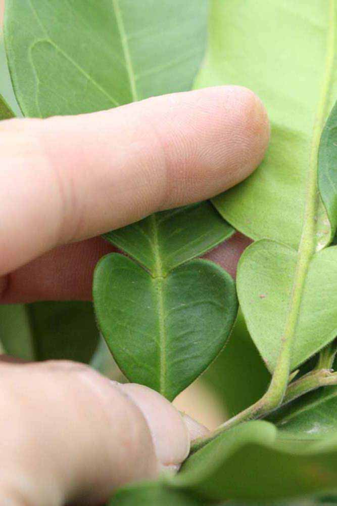              Petiole (Riverside, CA)       